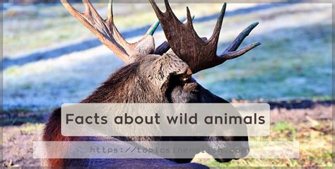 Facts About Wild Animals Topics In English