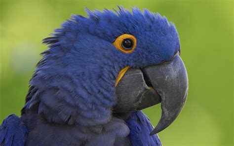 parrot picture | HD Desktop Wallpapers | 4k HD