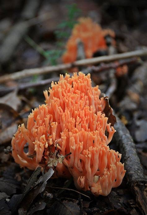 042 2 By Placi1 On Deviantart Plants Fungi Stuffed Mushrooms