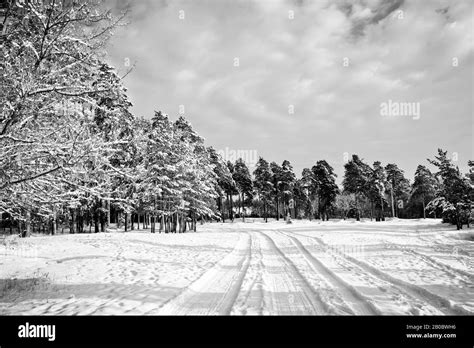Winter Road Through A Snowy Pine Forest The Outskirts Of The Village