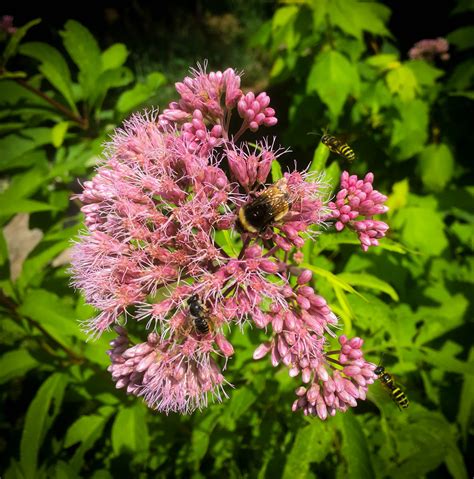 Check spelling or type a new query. Joe Pye Weed - Ontario Native Plant Nursery | Container ...