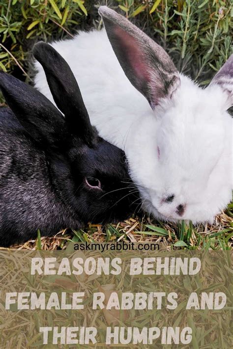 Do Female Rabbits Hump Know The Reasons