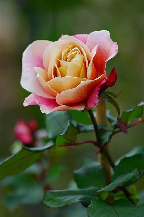 Roses, lilies, orchids, tulips, sunflowers, irises, carnations Google+ | Beautiful roses, Rose, Love flowers