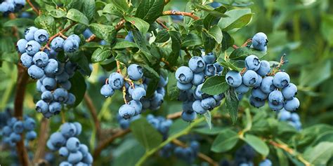 How To Grow Blueberries Bunnings Warehouse