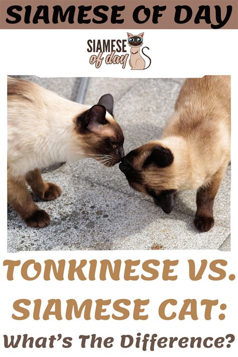 Tonkinese Vs Siamese Cat Whats The Difference Siamese Cats