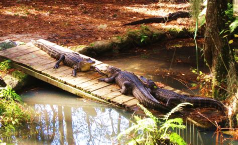 Okefenokee Swamp Georgia Animal Habitats Animals Habitats