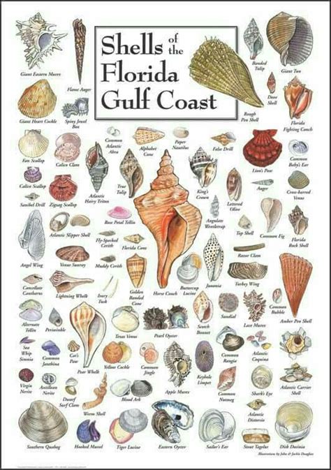 Shells Gulf Coast Florida Shell Beach Sea Shells