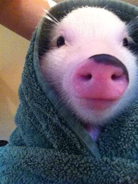 A Classic Piglet In A Blanket Schattigste Dieren Baby Dieren En