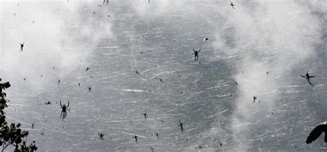Millions Of Spiders Fall From The Sky In Australia
