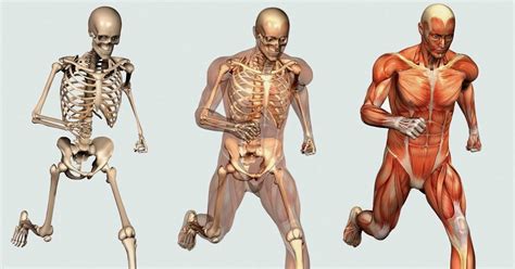 Optimal Bone And Muscle Formation Welcome To Bones And Muscles Info