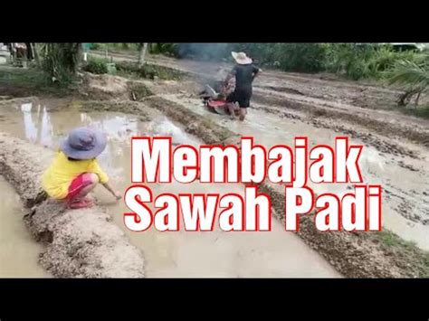 Membajak Sawah Padi Part 2 YouTube