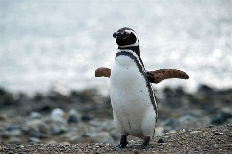 El Pingüino De Magallanes