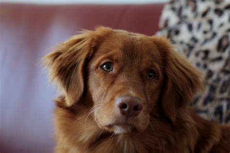 Compared to golden retrievers, most tollers are less submissive. Free photo Puppy Nova Scotia Duck Tolling Retriever Toller ...