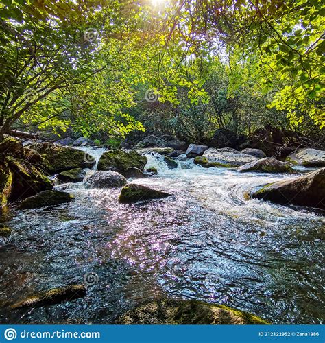 Forest River Stones Landscape River In The Forest Stock Photo Image