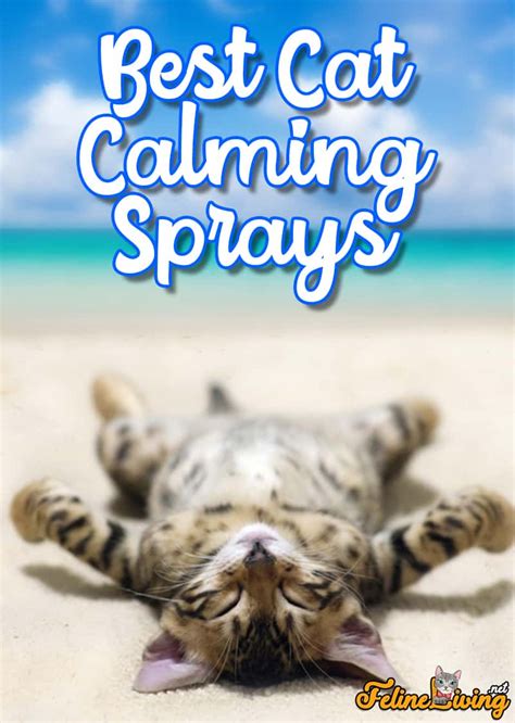 6 Best Cat Calming Spray In January 2 A Buyers Guide And Review