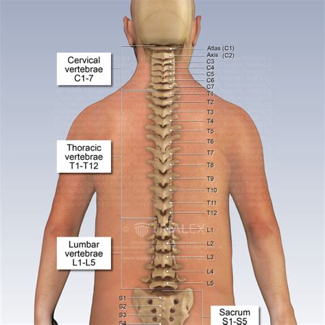 Bones Of The Spine Labeled