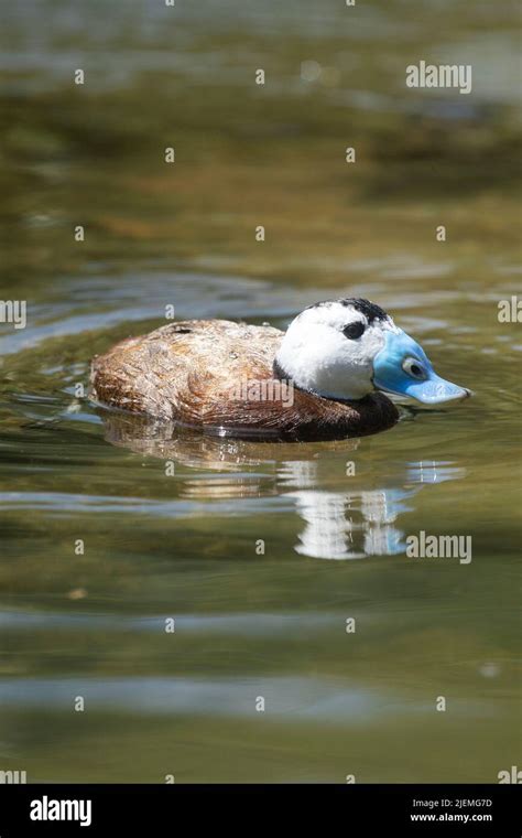 White Duck Water Feed Hi Res Stock Photography And Images Alamy
