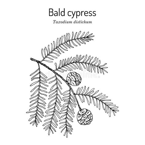 Bald Cypress Taxodium Distichum State Tree Of Louisiana Stock Vector