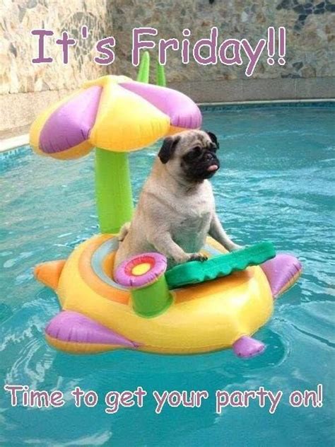 Its Friday Time To Get Your Party On Cute Pugs Pugs Funny Pugs