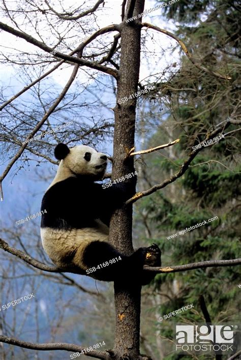 China Sichuan Province Wolong Panda Reserve Giant Panda Ailuropoda