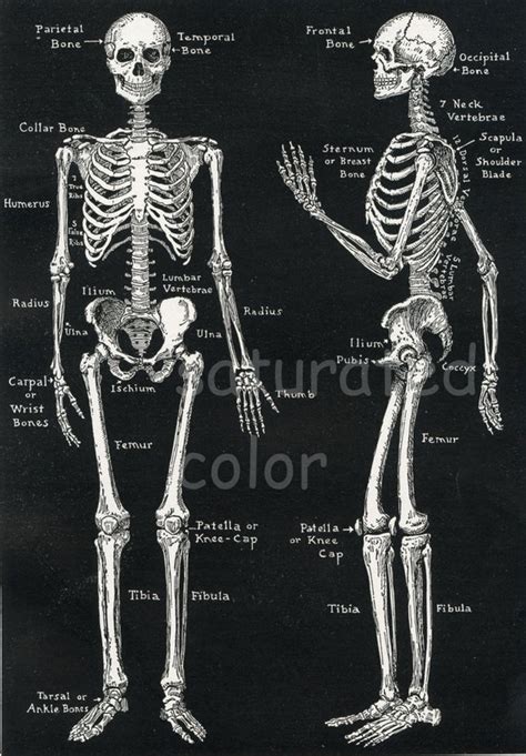 Skeleton Back Bones Diagram There Also Are Bands Of Fibrous