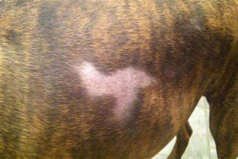 Black Spots On Dogs Skin Should You Worry Main Causes