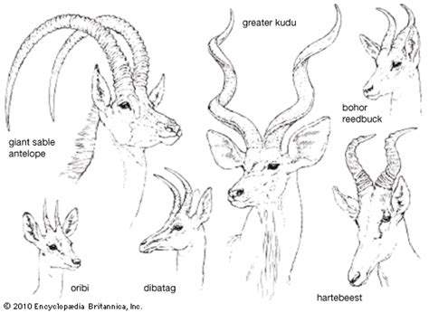 Antelope Types Characteristics Adaptations Mammal African Plains