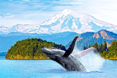 Southeast Alaska Cruise Sunstone Tours And Cruises