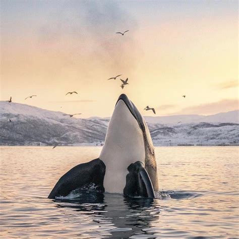 Orca In Tromso Northern Norway Photography By
