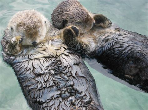 Cute Otters Sleeping On Water Artrequests