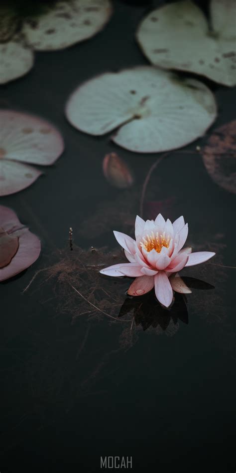293343 A Pink Water Lily Next To Lily Pads On The Dark Surface Of A