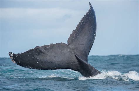 Marine Mammals Australian Wildlife Journeys