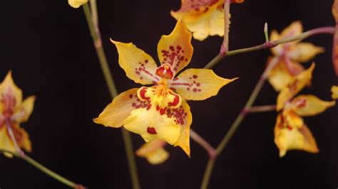 Care Of Oncidium Smithsonian Gardens Oncidium Oncidium Orchids