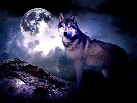 Cool Pictures Of Wolves Wallpapers Wallpapersafari