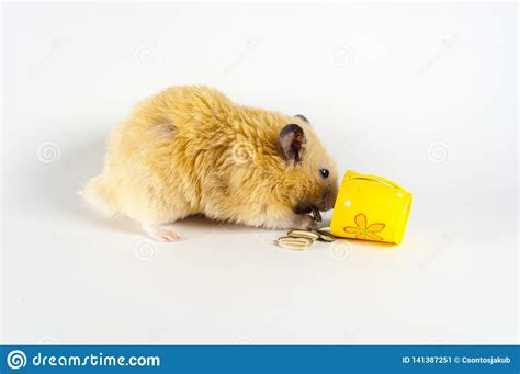 Cute Hamster Eating Sunflower From Bucket On White Background Stock