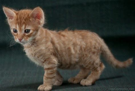 american wirehair kitten wallpapers desicommentscom