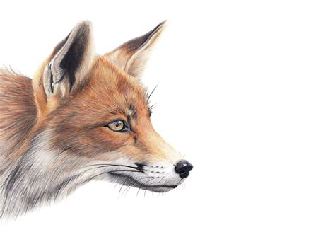Fox Drawing Using Oil Based Pencils Fine Art Giclee Prints Fox Art