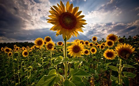 Sunflower Hd Wallpaper Background Image 2560x1600 Id114698