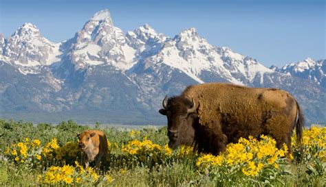 Yellowstone National Park Announces Phased Reopening Starting May 18