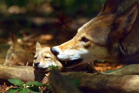 Wolf Nannies Shorten Sex Lives Of Male Pups Wired