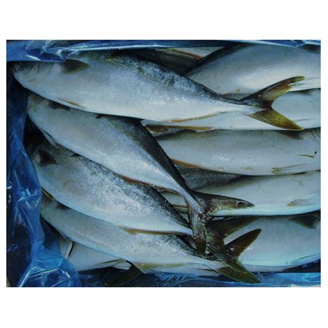 Factory Direct Supply Of Korean Frozen Yellow Tail Fish Buy Yellow