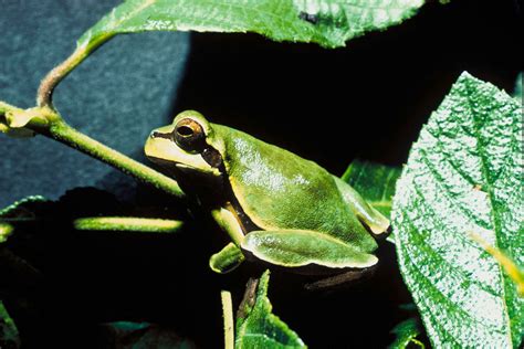 Free Picture Pine Barrens Tree Frog