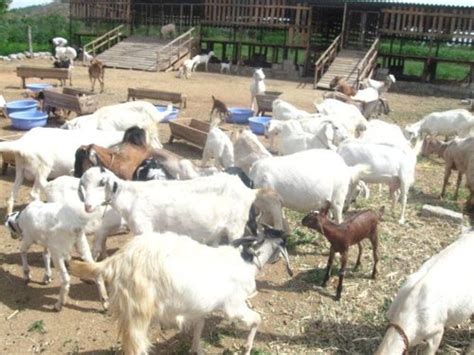Surti Goats At Best Price In Mumbai Maharashtra Merial A Sanofi