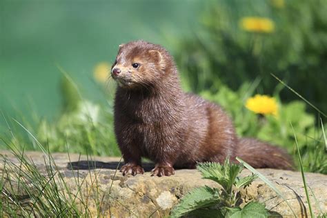 Mink is the common name for semiaquatic carnivorous mammals of the two extant mustelidae species mustela lutreola (european mink) and neovison vison (american mink; American Mink Photograph by Mlorenzphotography