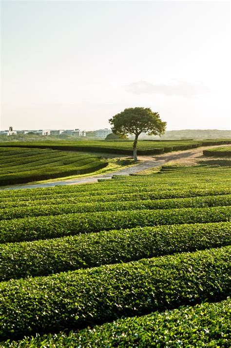 Tea Plantation At Jeju Island South Korea Stock Image Image Of Black