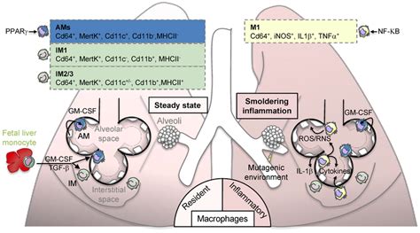 Lung Macrophage Origin And Contribution To Smoldering Inflammation