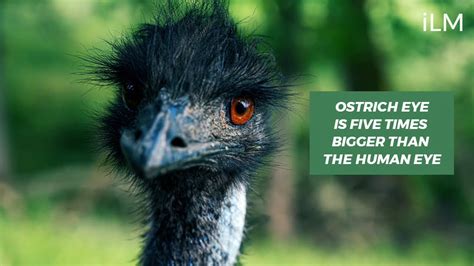 Amazing Facts About Ostrich Youtube