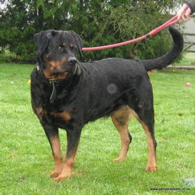 It is a descendant of the ancient roman drover dogs. Roxy - 4-5 year old female Rottweiler Cross available for ...