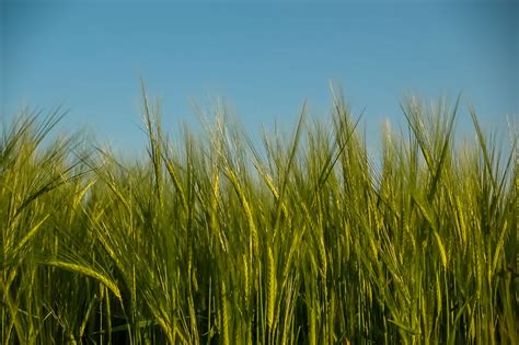 Free Images Landscape Nature Sky Meadow Barley Prairie Sunlight