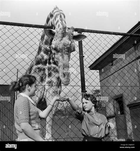 Leccare Le Giraffe Immagini E Fotografie Stock Ad Alta Risoluzione Alamy